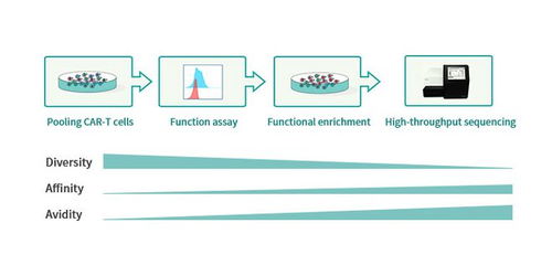 專注細胞治療，馴鹿生物引領國產CAR-T創新之路
