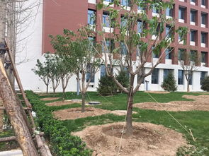 山東園林綠化施工關鍵點解析 平整土地與栽種土壤實踐指南