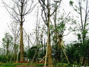 廣州園林綠化 專業(yè)綠化養(yǎng)護(hù)與工程服務(wù)，打造城市生態(tài)美